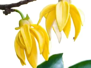 Manoranjitham mother plant [open parcel only]