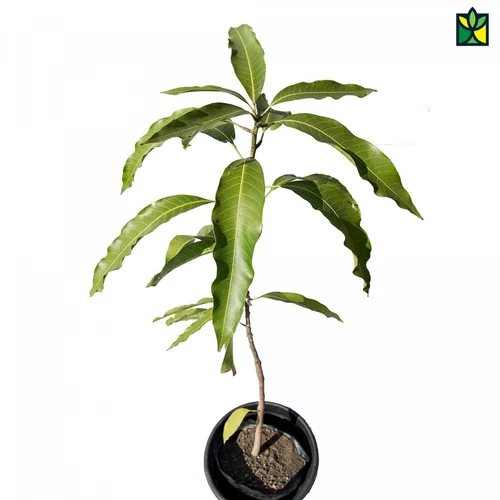 Alphonsa mango - Image 2