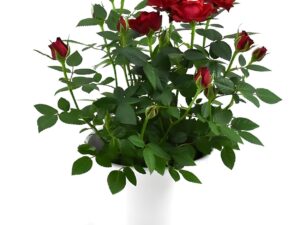 Roses Plants