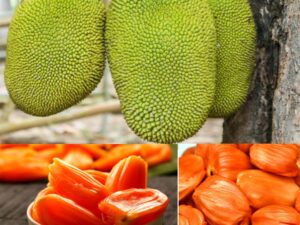 Dang surya jackfruit plant