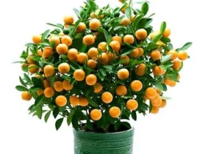 Terrace Garden Plants