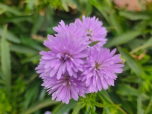 Blue daisy multipetal