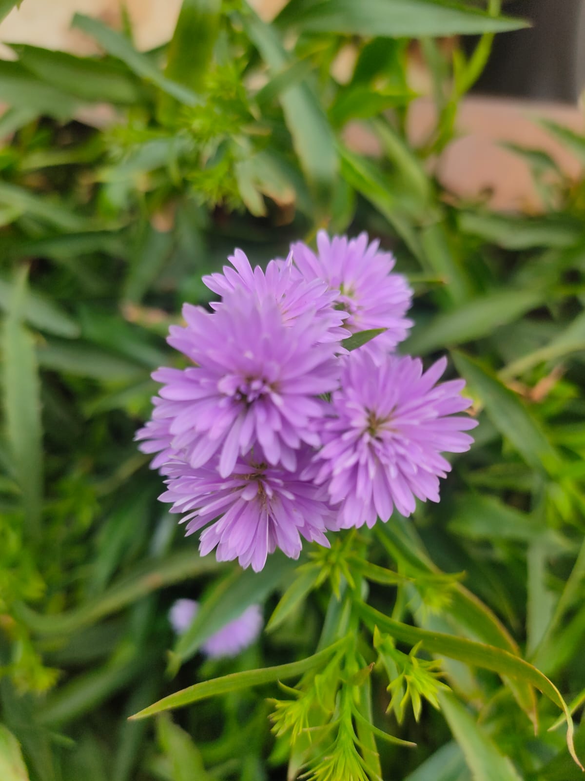 Blue daisy multipetal
