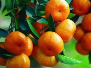 Bush orange or table orange