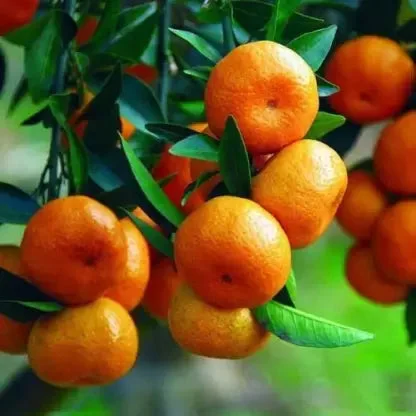 Bush orange or table orange