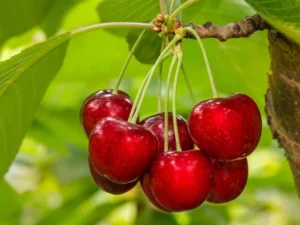 free shipping sweet cherry fruit