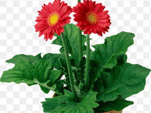 Flower Plants