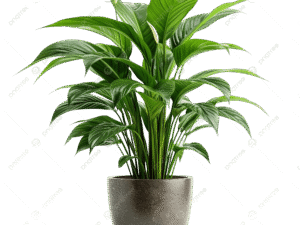 Indoor plants