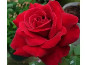 Ht red rose