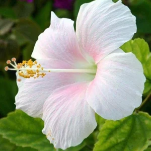 White hibiscus plant