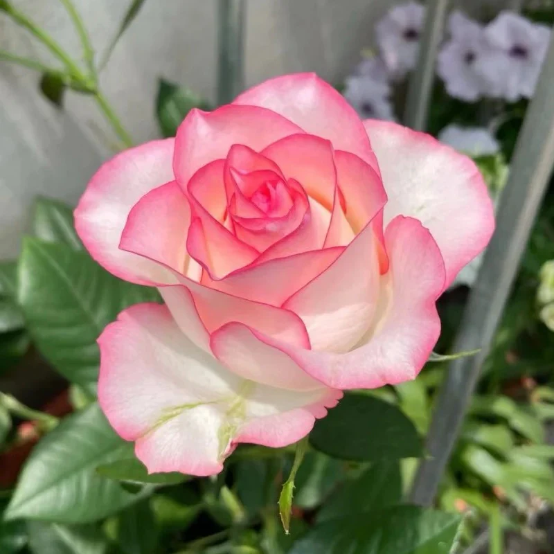 HT Jumilia rose plant