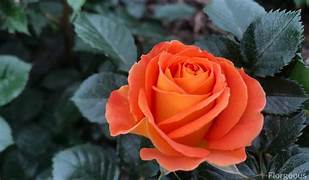 HT Orange rose plant