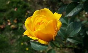 HT Yellow rose plant