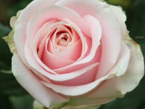 HT Sweet Avalance rose plant