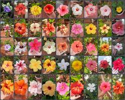 Hibiscus collections