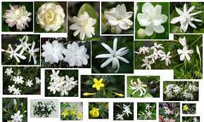 Malli Plant collections