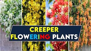 Creeper ornamental plants