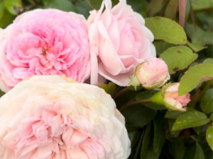 British queen rose plant