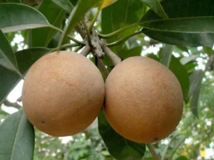 Kalapati sapota plant