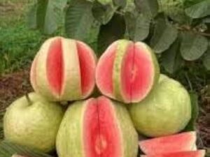 Japan diamond guava plant
