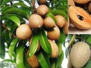 PKM sapota plant