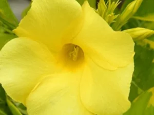 Almenda yellow colour plant