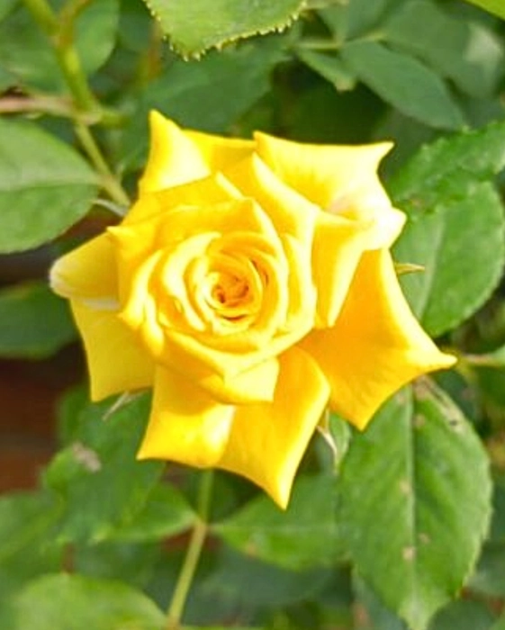 Star yellow rose plant