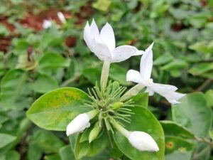 White kakatan plant