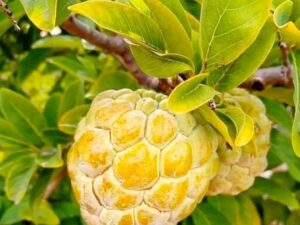 Golden seetha plant