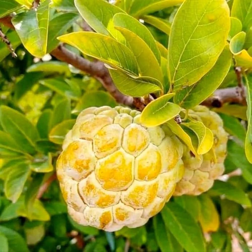 Golden seetha plant