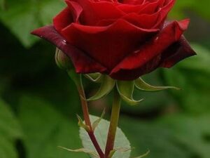 Blood red rose plant