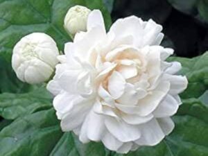 Rose malli plants