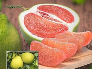 Red bablimass fruit plant