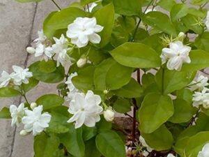 Kodi malli plant