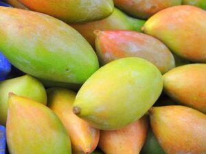 Bangalora mango plant