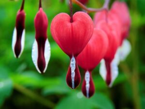 Bleeding heart red colour plant