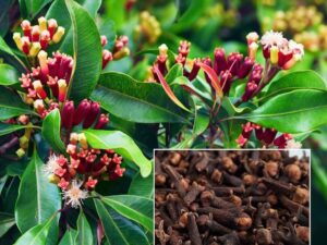 Clove plant