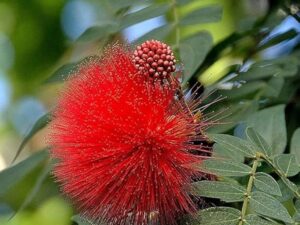 Powder puff plant