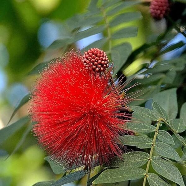 Powder puff plant