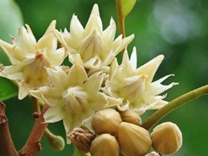Magilam plant
