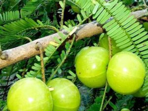 Green amla small plant