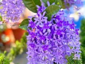 Sand papper vine plant