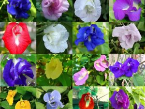 Sangoo poo any colours plants
