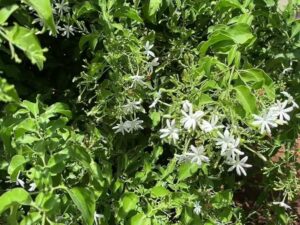 Pacha malli plant