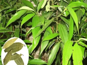 Biryani leaf plant