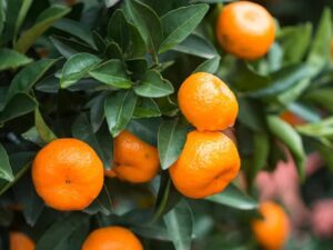 Bush orange plant
