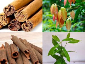 Cinnamon plant