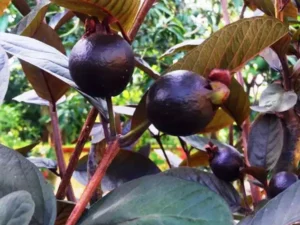 Mini beetroot guava plant