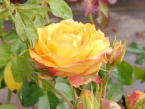 Calcutta rose or Pinata rose plant