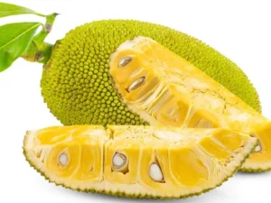 vitaman/All time jack fruit plant